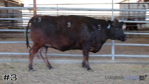 Class #14 Slaughter Cattle Grading thumbnail