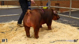 Class #10 Market Swine thumbnail
