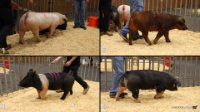 All Animals