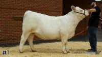 Heifer#1