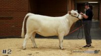 Heifer#2