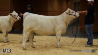 Heifer#3