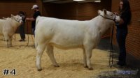 Heifer#4