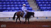 Horse #3