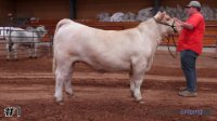 Steer #1