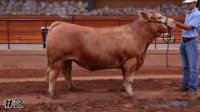 Steer #2
