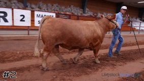 Texas 4-H #2