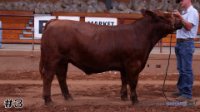 Steer #3