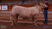 Steer #4