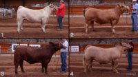All Animals