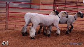 Texas 4-H #6