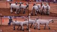 All Animals