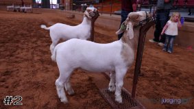 Texas 4-H #7