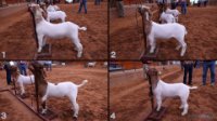 All Animals