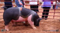 Hog #1