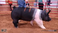 Hog #2
