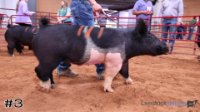 Hog #3