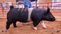 Hog #4