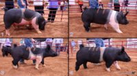 All Animals