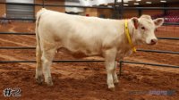 Heifer #2