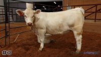Heifer #3