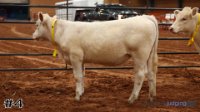 Heifer #4