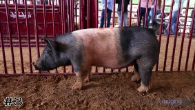 Texas FFA #10
