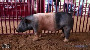 Class #10 Breeding Gilts thumbnail