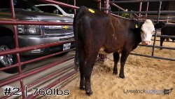 Calf #2