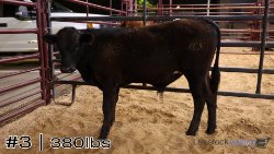 Calf #3
