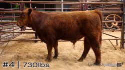 Calf #4