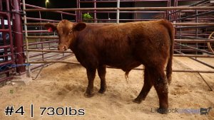 Class #12 Feeder Cattle thumbnail