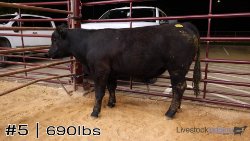 Calf #5