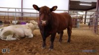 Steer #1