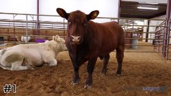 Steer #1