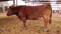 Steer #2