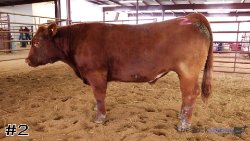 Steer #2