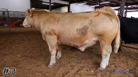 Texas FFA #13