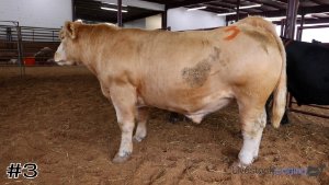 Class #13 Slaughter Cattle Grading thumbnail
