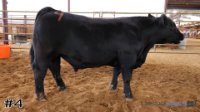 Steer #4