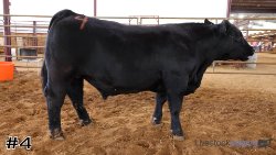 Steer #4