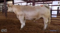 Steer #5