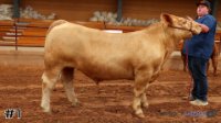 Steer #1