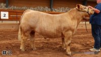 Steer #2
