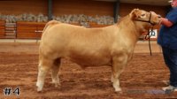 Steer #4
