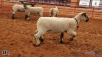 Ewe #1
