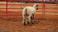 Ewe #2