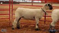Ewe #3