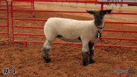 Ewe #4