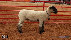 Texas FFA #6